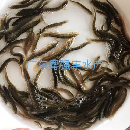 广州泥鳅苗  出售。泥鳅鱼苗批发