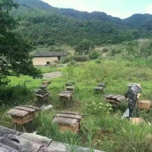 南平百花蜜 玻璃瓶装 95%以上 2年 