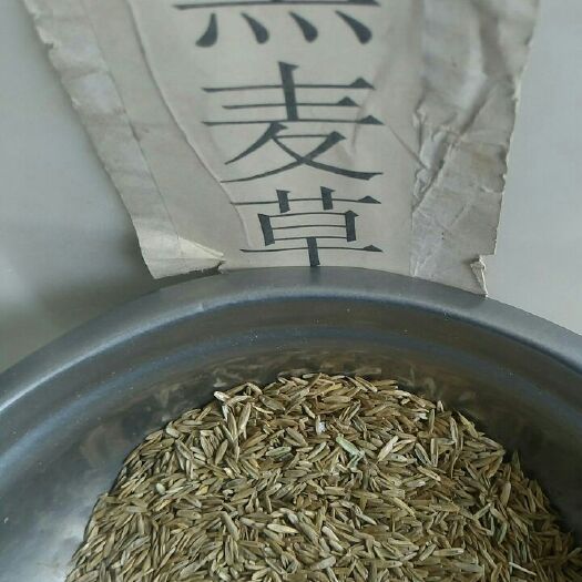 沭阳县黑麦草种子