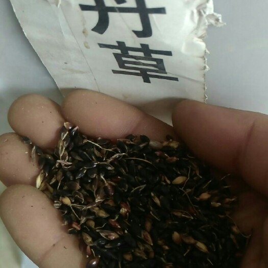 沭阳县苏丹草种子