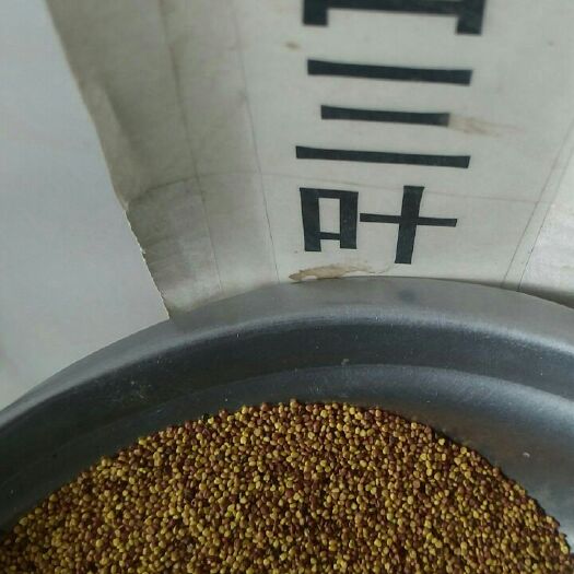 沭阳县白三叶 白三叶