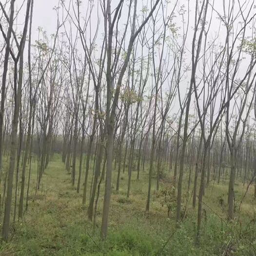 宜昌秋花栾树