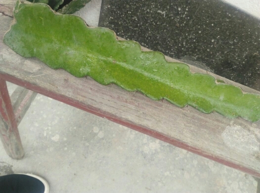 陆河县红皮红肉火龙果苗 