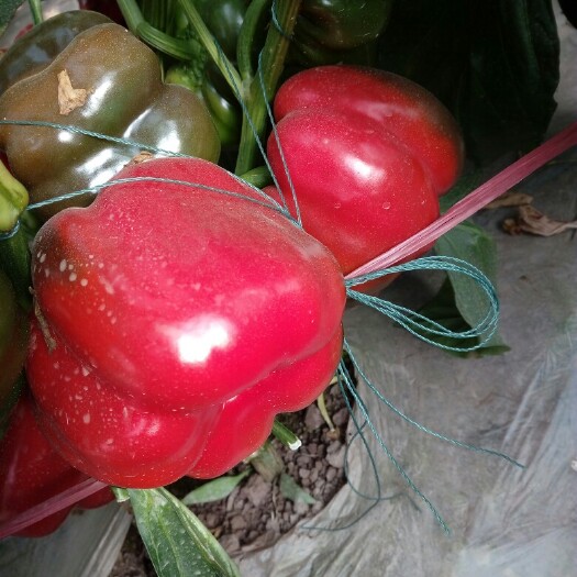 西昌市甜椒 10~15cm 红色 甜辣