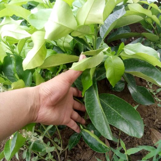 简阳市红心柚苗 红心蜜柚  产量高管理方便  单果重量在3斤左右