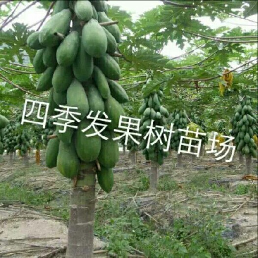 灵山县红心木瓜苗 