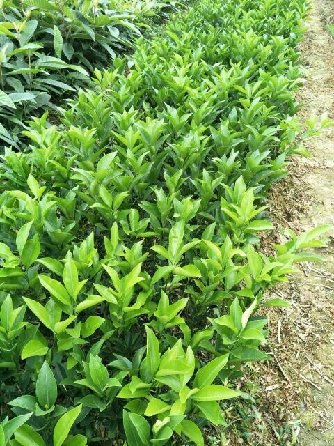 灵山县红心橙苗 嫁接苗 1~1.5米 