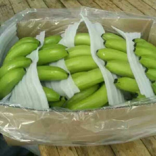 香蕉  广西蕉 基地蕉直供