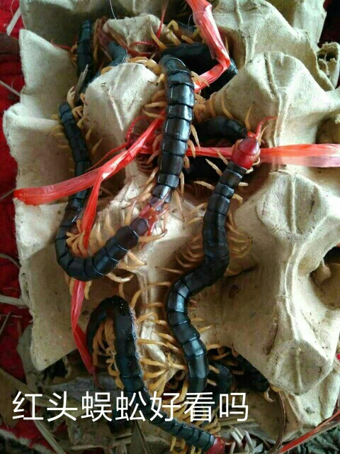 洛阳红头蜈蚣
