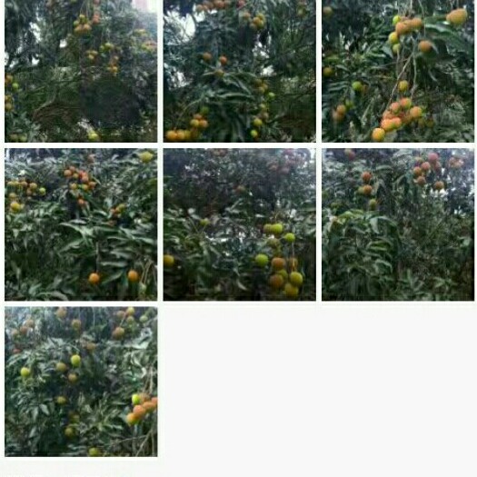 深圳妃子笑荔枝 2cm