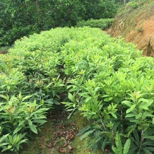 灵山县东魁苗