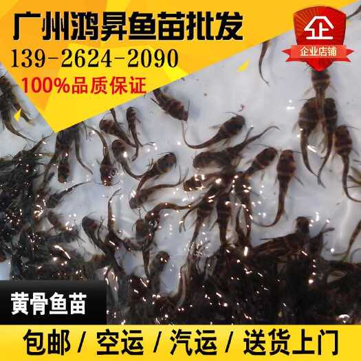 广州黄颡鱼苗