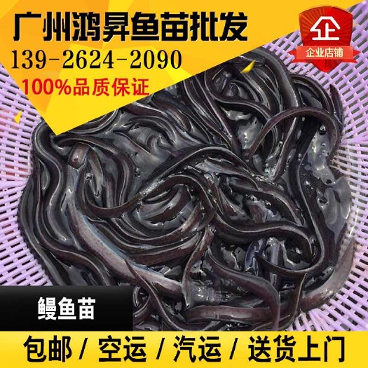广州鳗鱼苗
