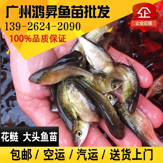 广州雄鱼苗