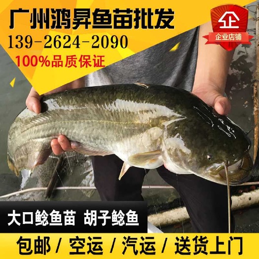 广州鲶鱼苗