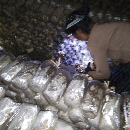 广昌县广昌5号茶树菇 鲜茶树菇 