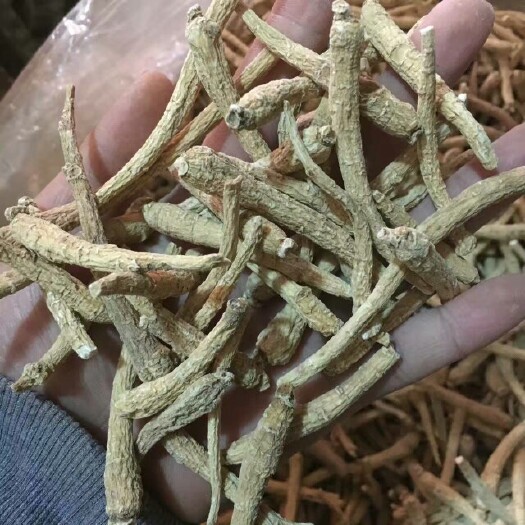 文山市种植参