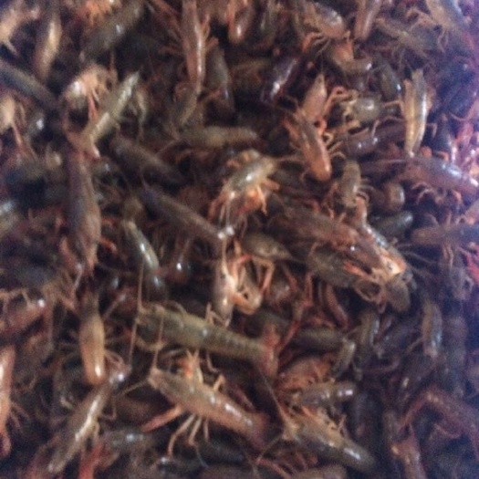 洪湖市龙虾苗