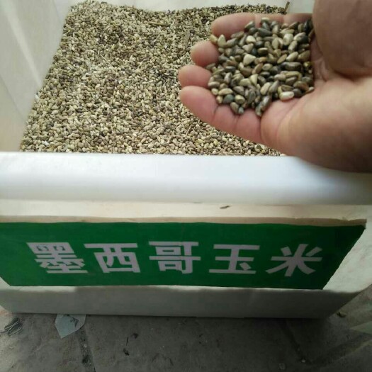 沭阳县墨西哥玉米草 猪马牛羊等家禽都喜欢吃的牧草