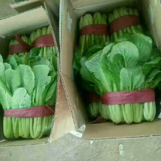 邯郸速生小白菜 20~25公分 