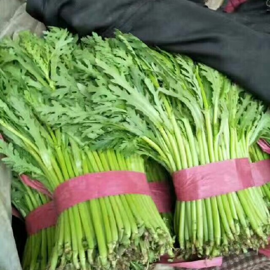 邯郸光杆茼蒿 25~30cm