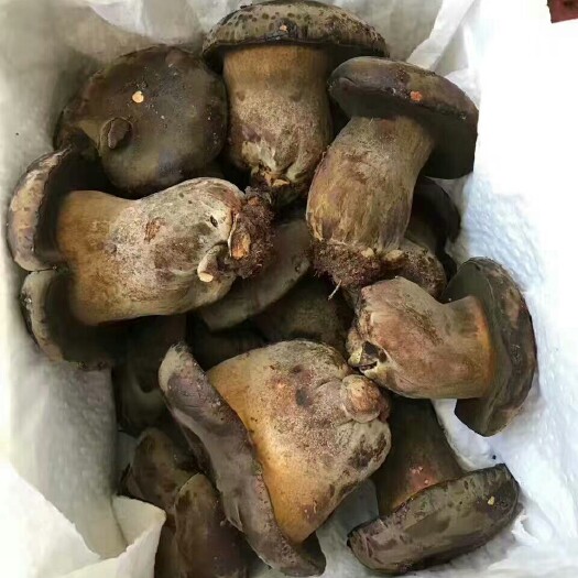苏州 新鲜黑牛肝菌