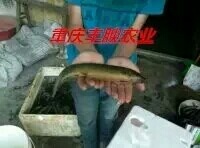 重庆市泥鳅苗
