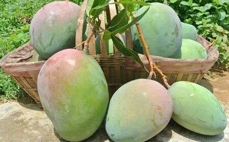 灵山县澳芒苗