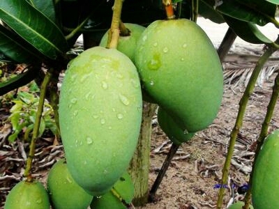 灵山县四季芒果苗