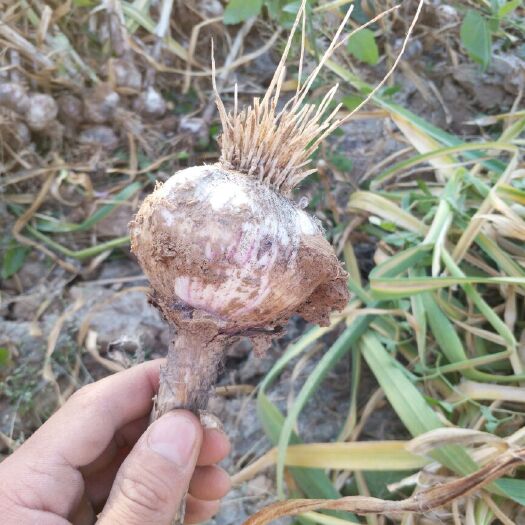 商丘红皮大蒜 混级统货 多瓣蒜