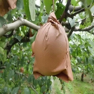 赵县雪梨 500-550g 70mm以上