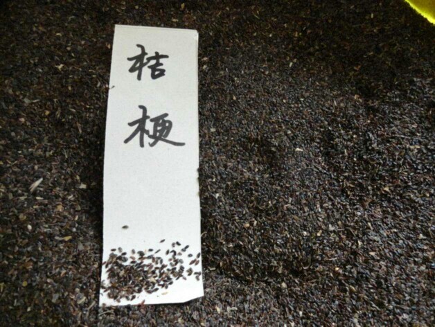 亳州桔梗种子 