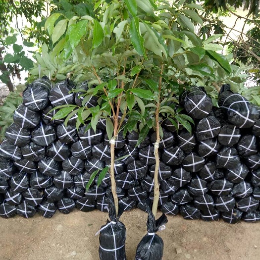 灵山县白糖罂荔枝苗 广西灵山 发货