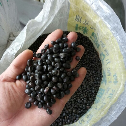 亳州牡丹种子