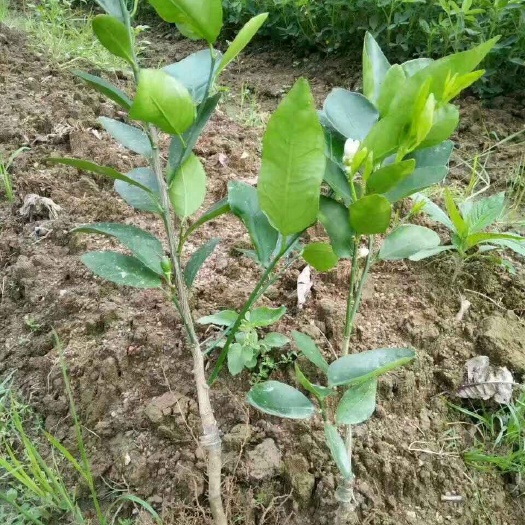 灵山县无籽柠檬苗 