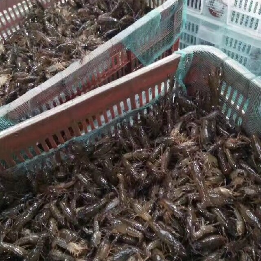 仙桃市龙虾苗