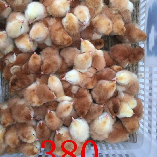 广汉市三黄鸡苗 出壳苗通货防疫做齐成活率高