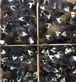 广汉市贵妃鸡苗 1月龄脱温苗防疫做齐成活率高