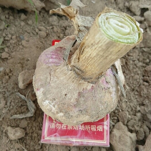 长垣市紫皮大蒜 混级统货 非独头
