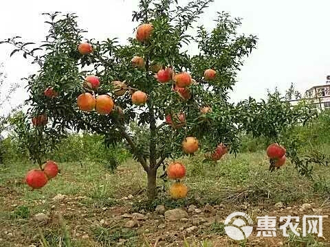 宫粉红番石榴苗