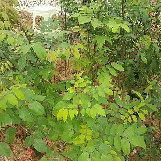 灵山县马来西亚甜杨桃苗
