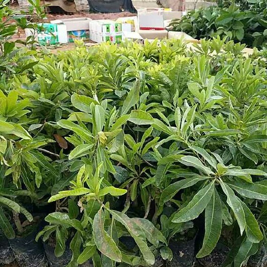 灵山县大叶细蒂苗