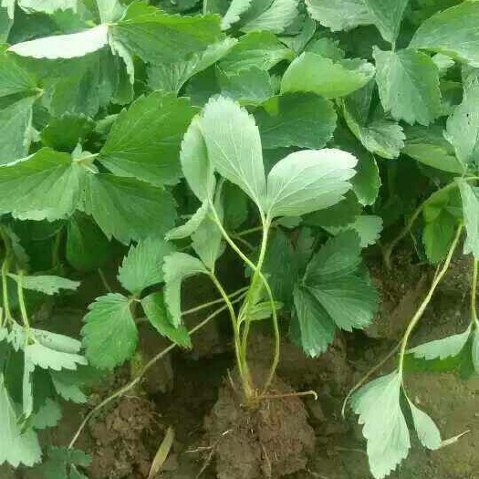 泰安小白草莓苗 地栽苗 10~20公分
