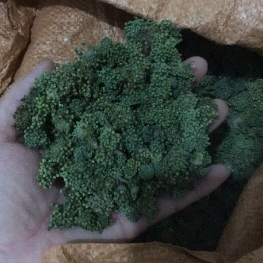 丽江三七花 