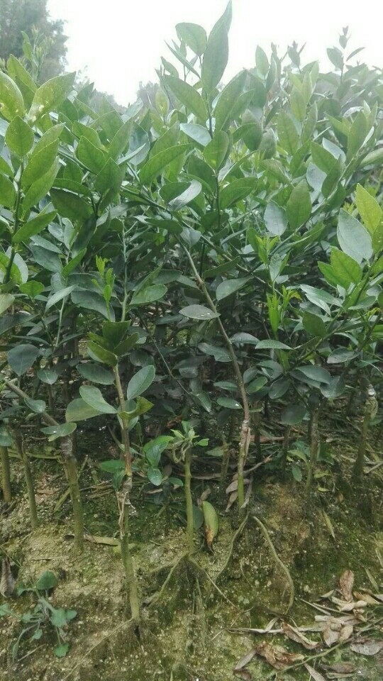 红心橙苗 嫁接苗 0.5~1米 