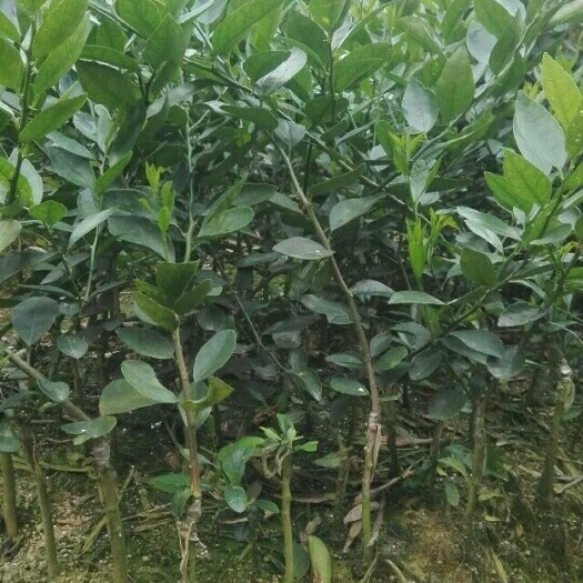 灵山县红心橙苗 嫁接苗 0.5~1米 