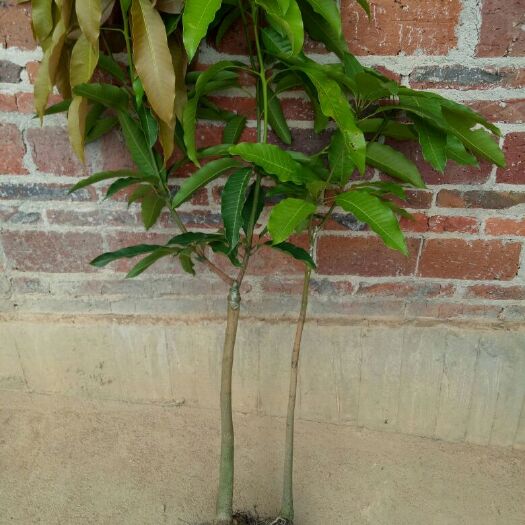 灵山县金煌芒果苗