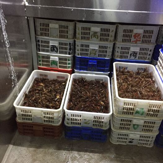 洪湖市小龙虾苗