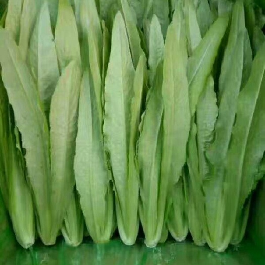 邯郸美冠油麦菜 15~20cm以上 