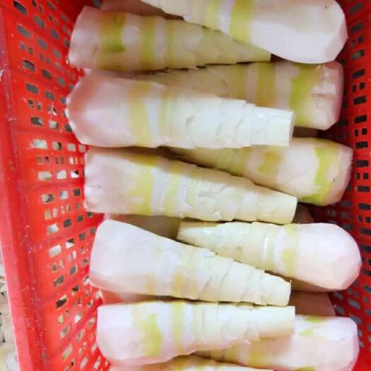 儋州市麻笋 30cm以上 鲜笋 